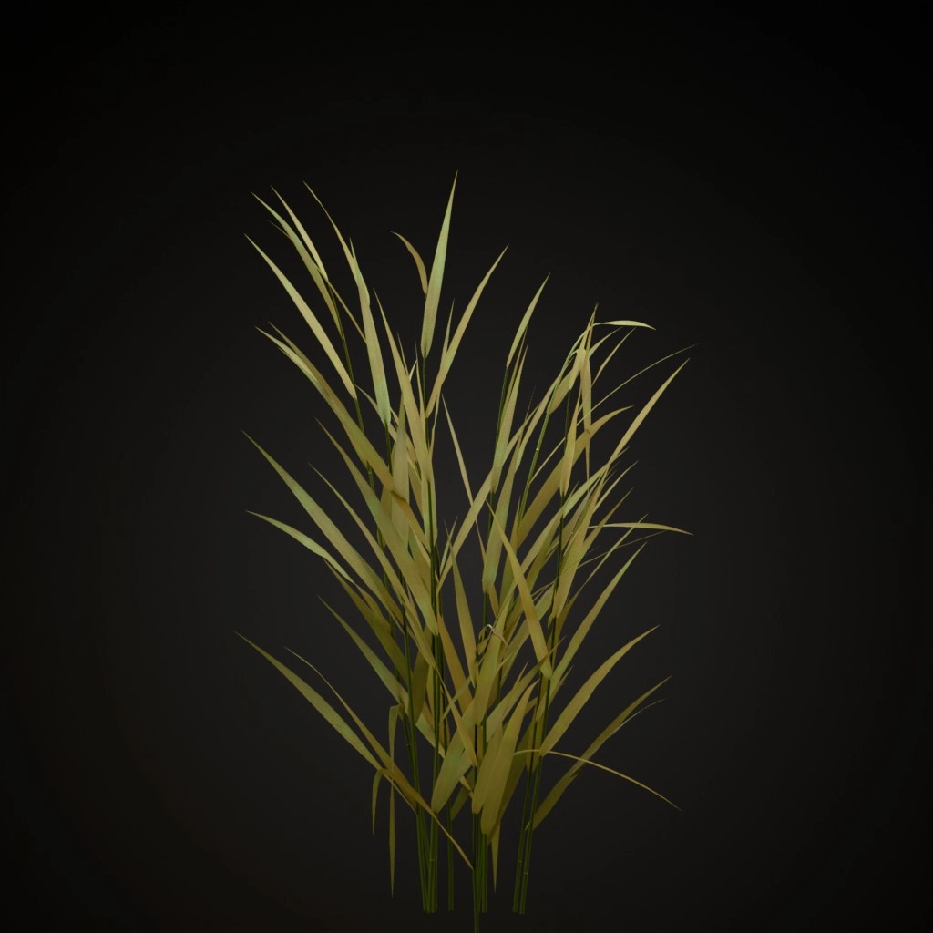Common Reed
