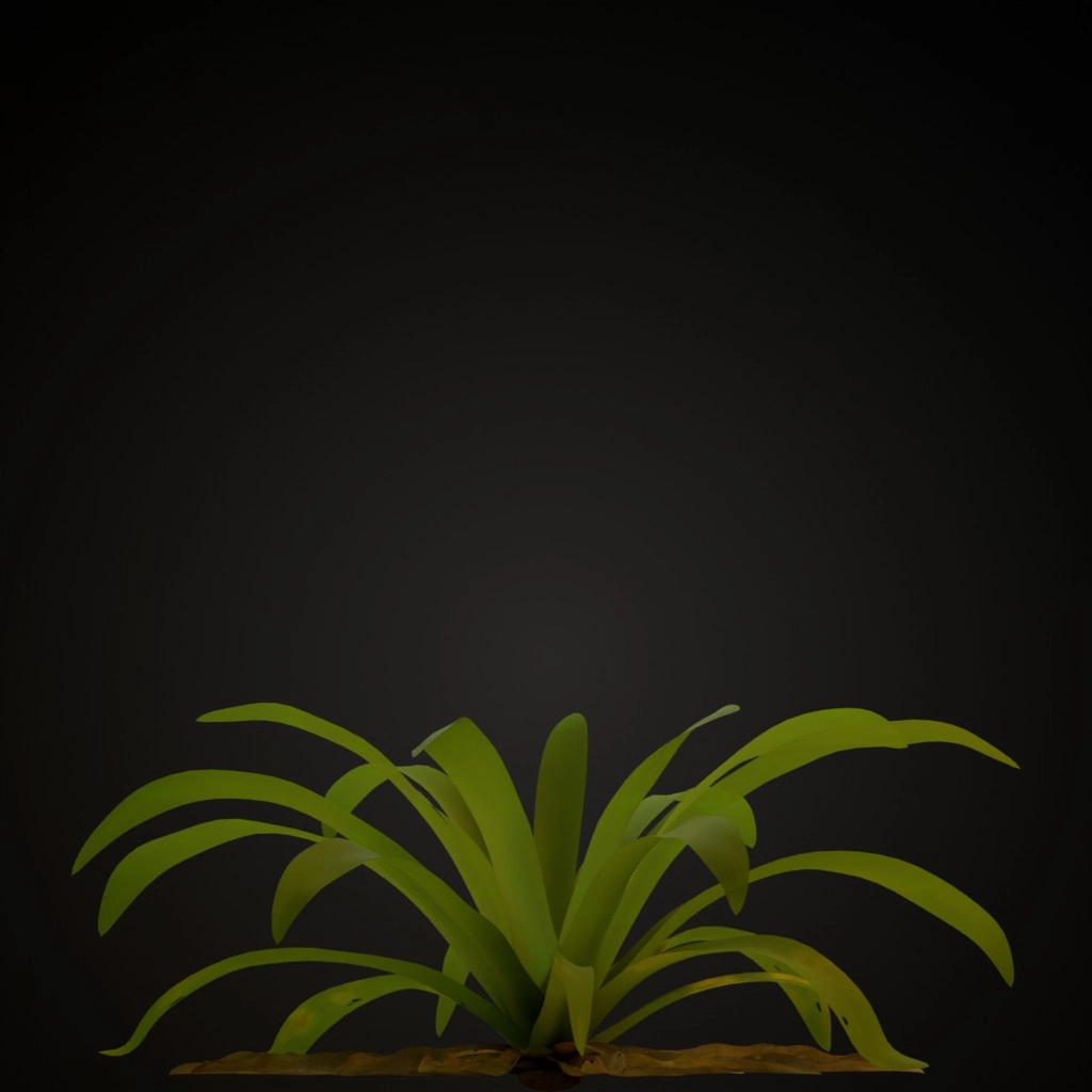 White Guzmania