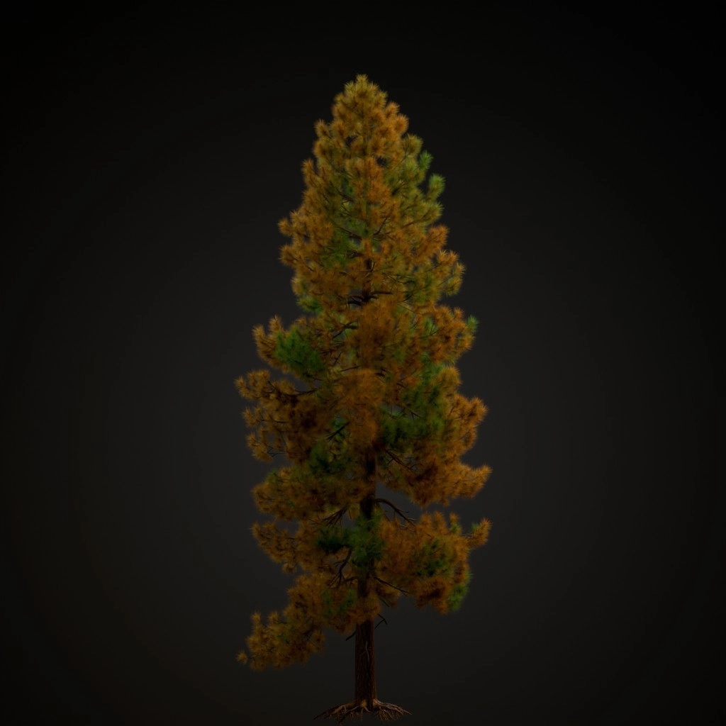 Ponderosa Pine V3