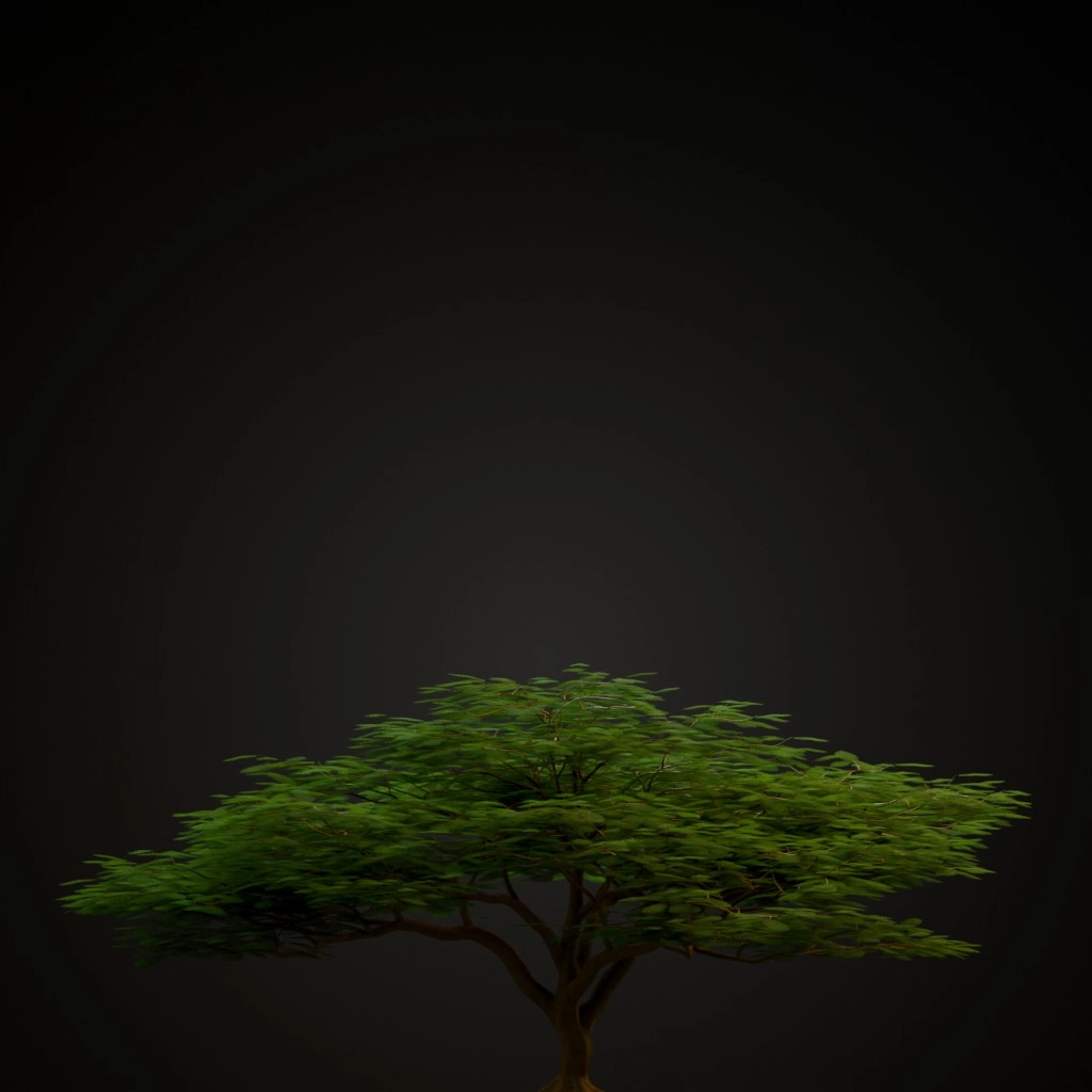 Royal Poinciana
