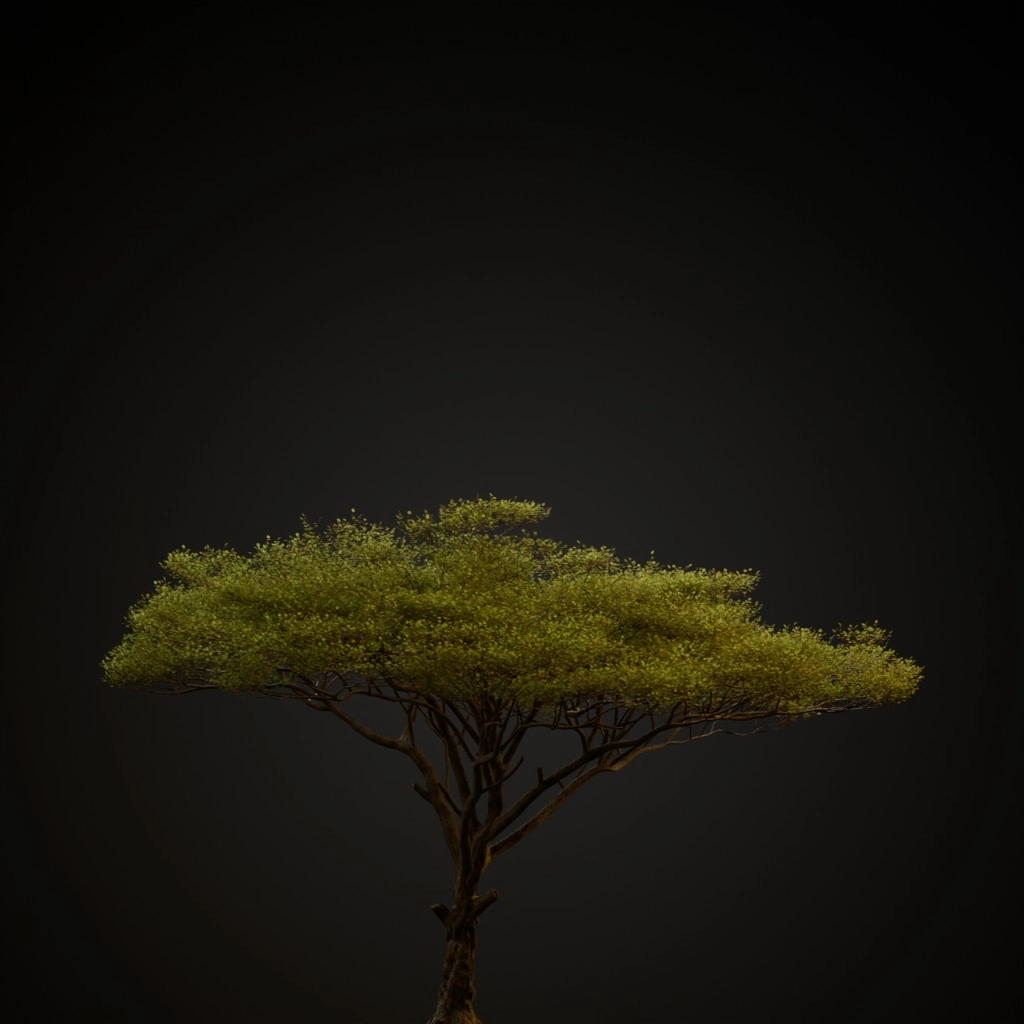 Umbrella Thorn Acacia