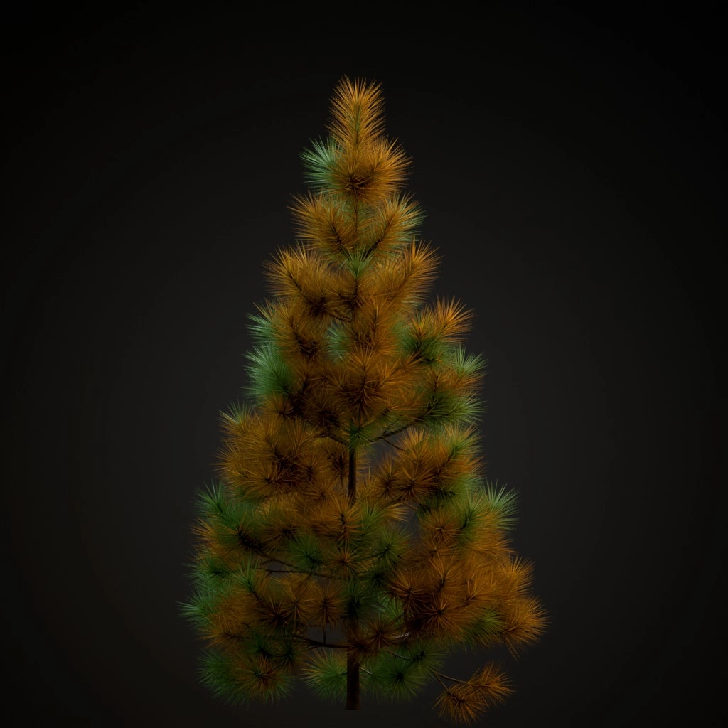 Jeffrey Pine