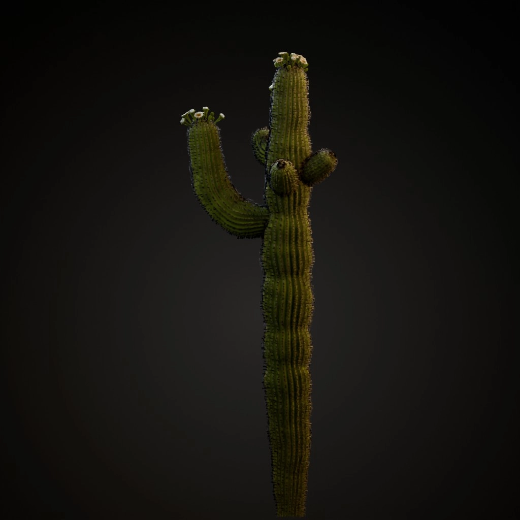 Saguaro Cactus V2