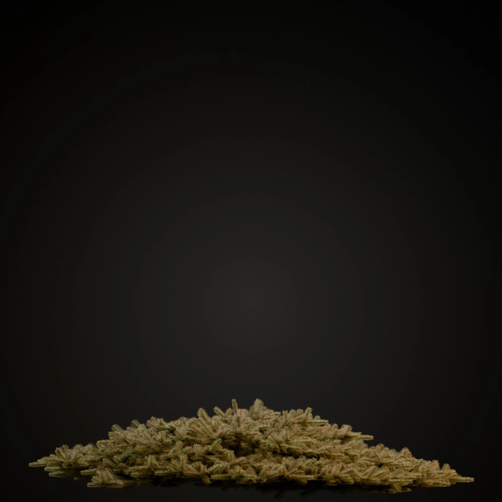 Ericoides Black Spruce