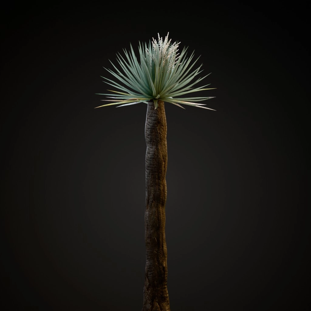 Dragon Tree