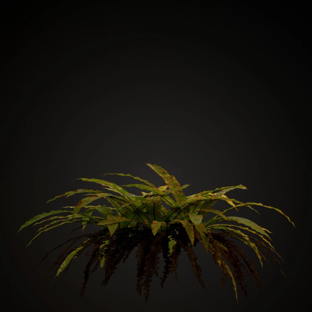 Hart's Tongue Fern