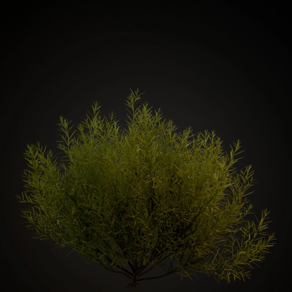 Rosemary Willow