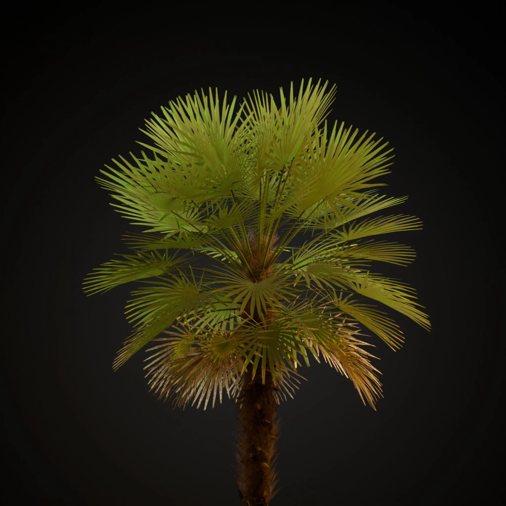 European Fan Palm