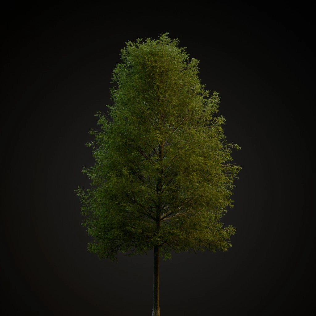 Shingle Oak