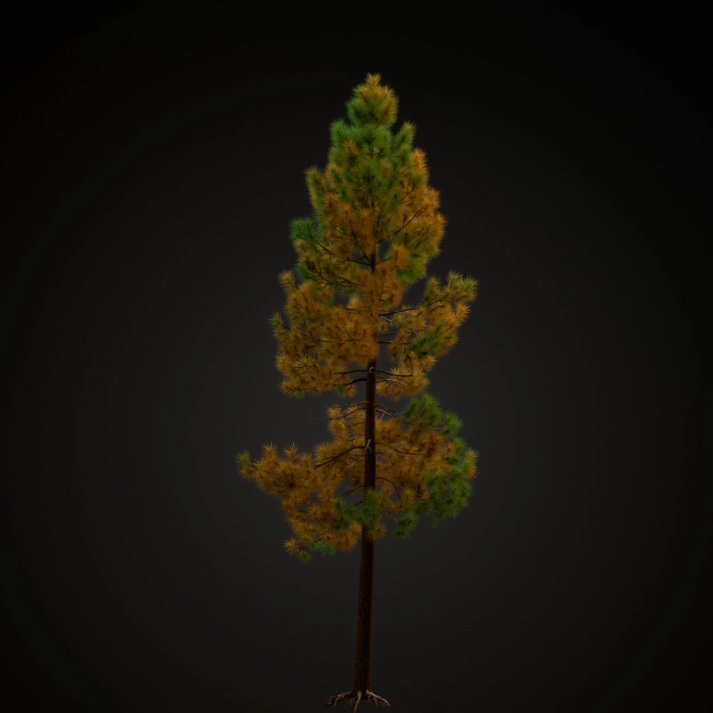 Ponderosa Pine
