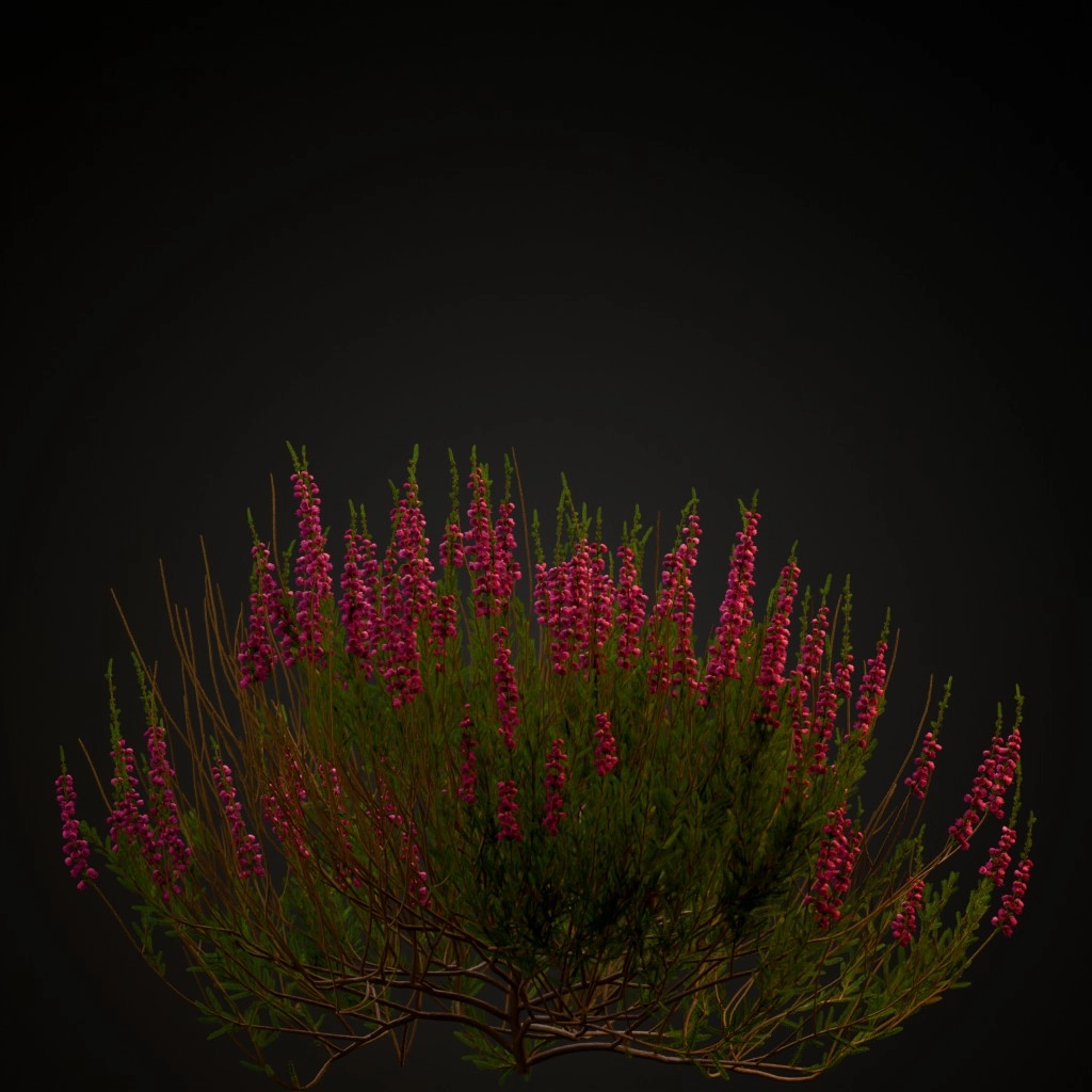 Heather
