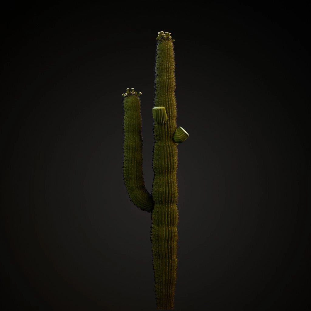 Saguaro Cactus