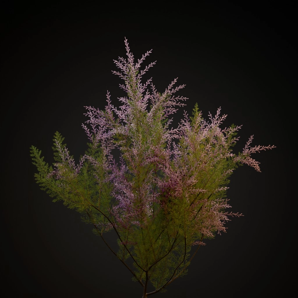 French Tamarisk