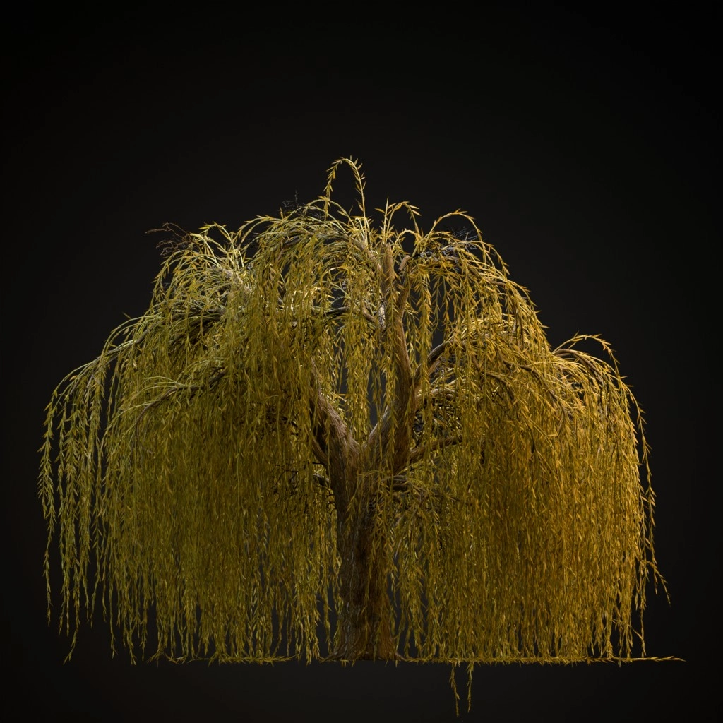 Weeping Willow