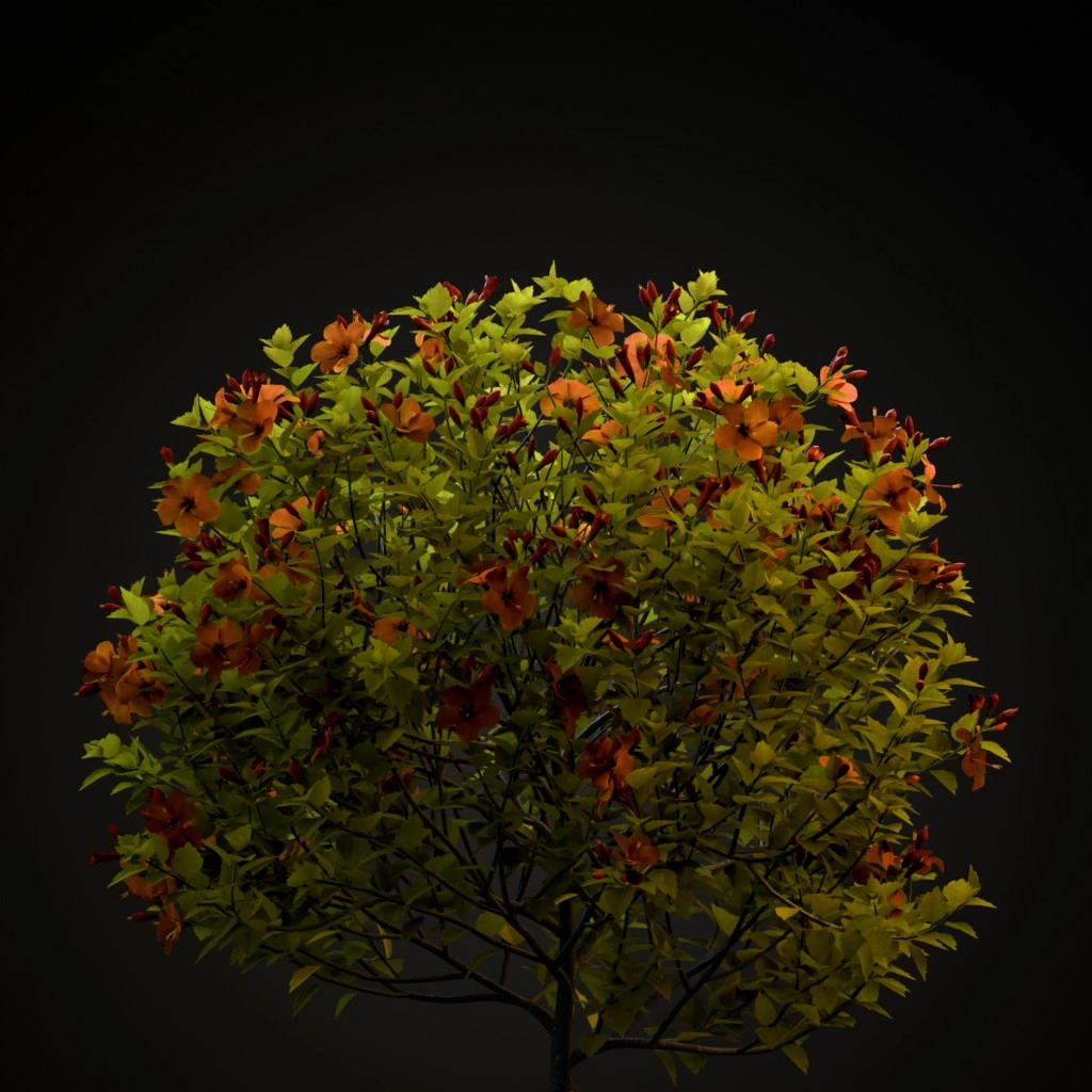 Chinese Hibiscus
