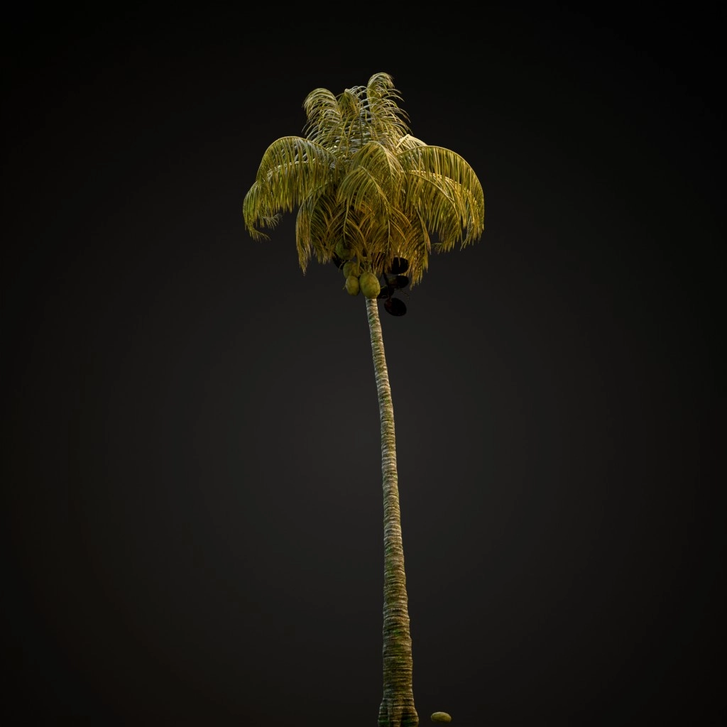 Coconut Palm