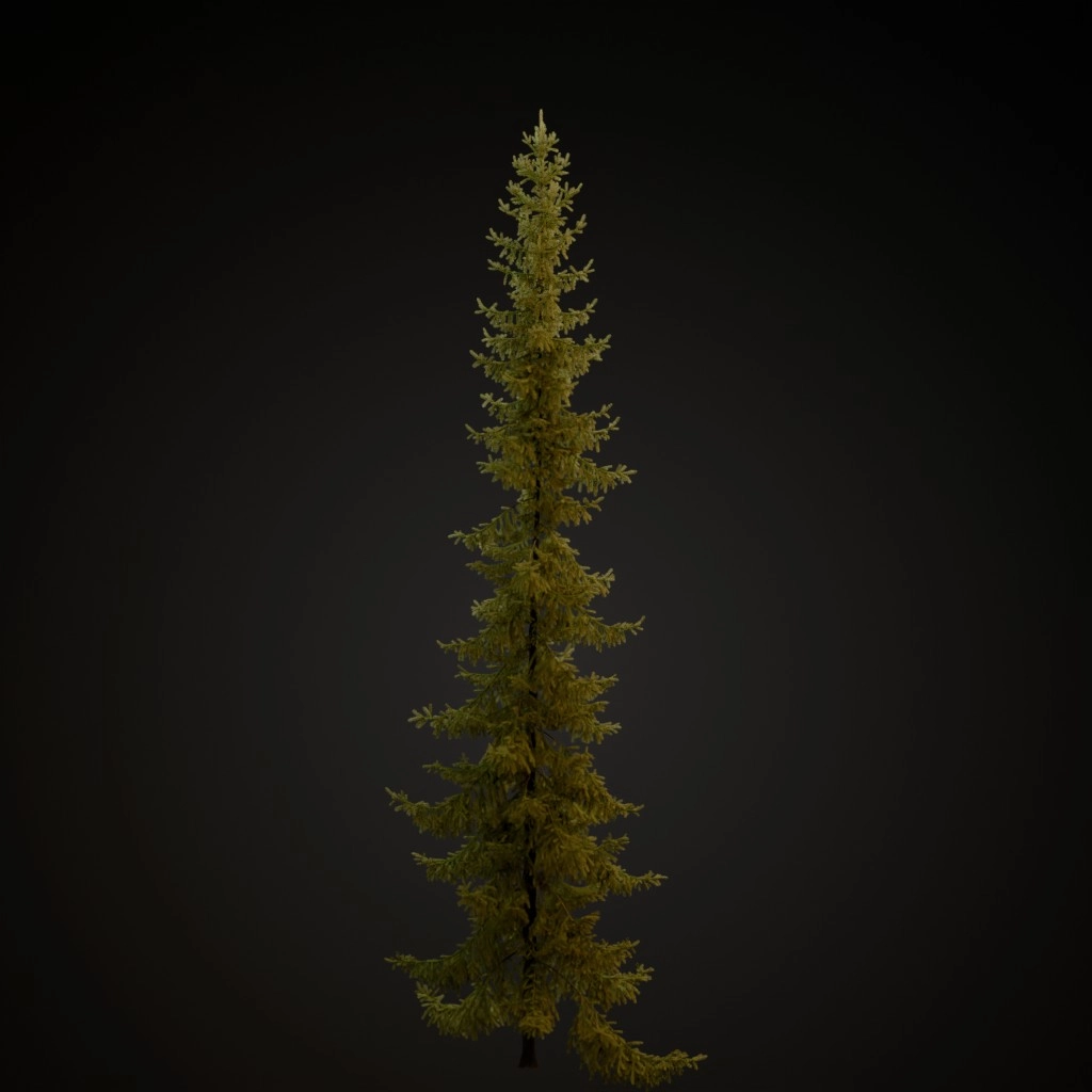 Black Spruce