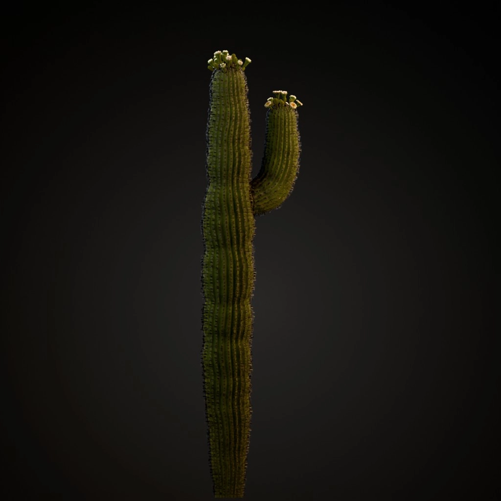 Saguaro Cactus V2