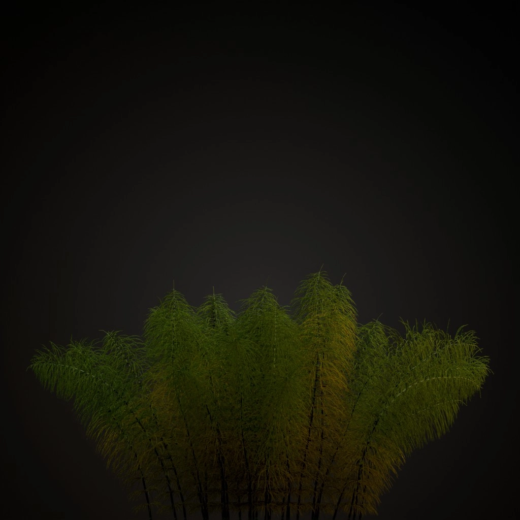 Green Horsetail