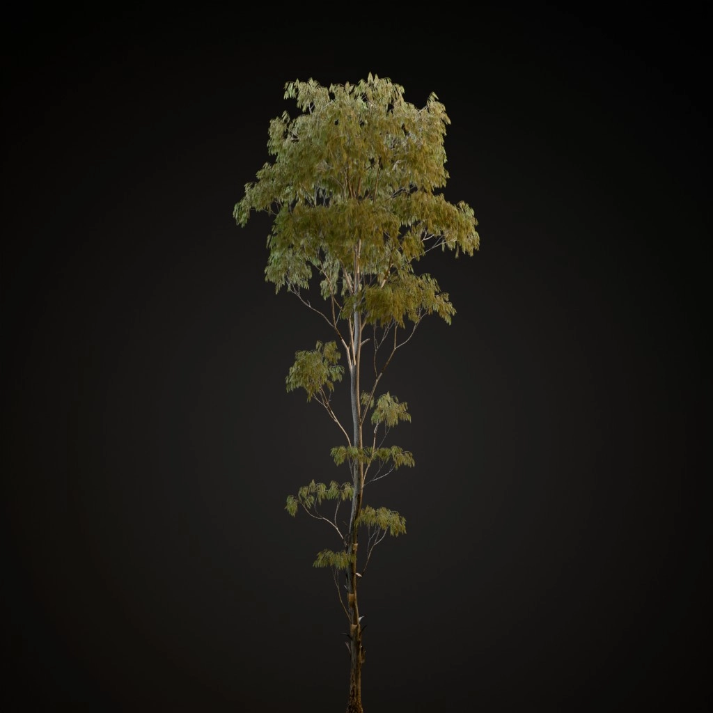 River Red Gum