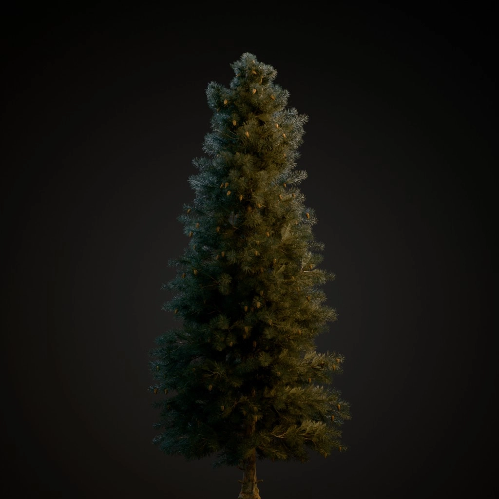 Blue Spruce