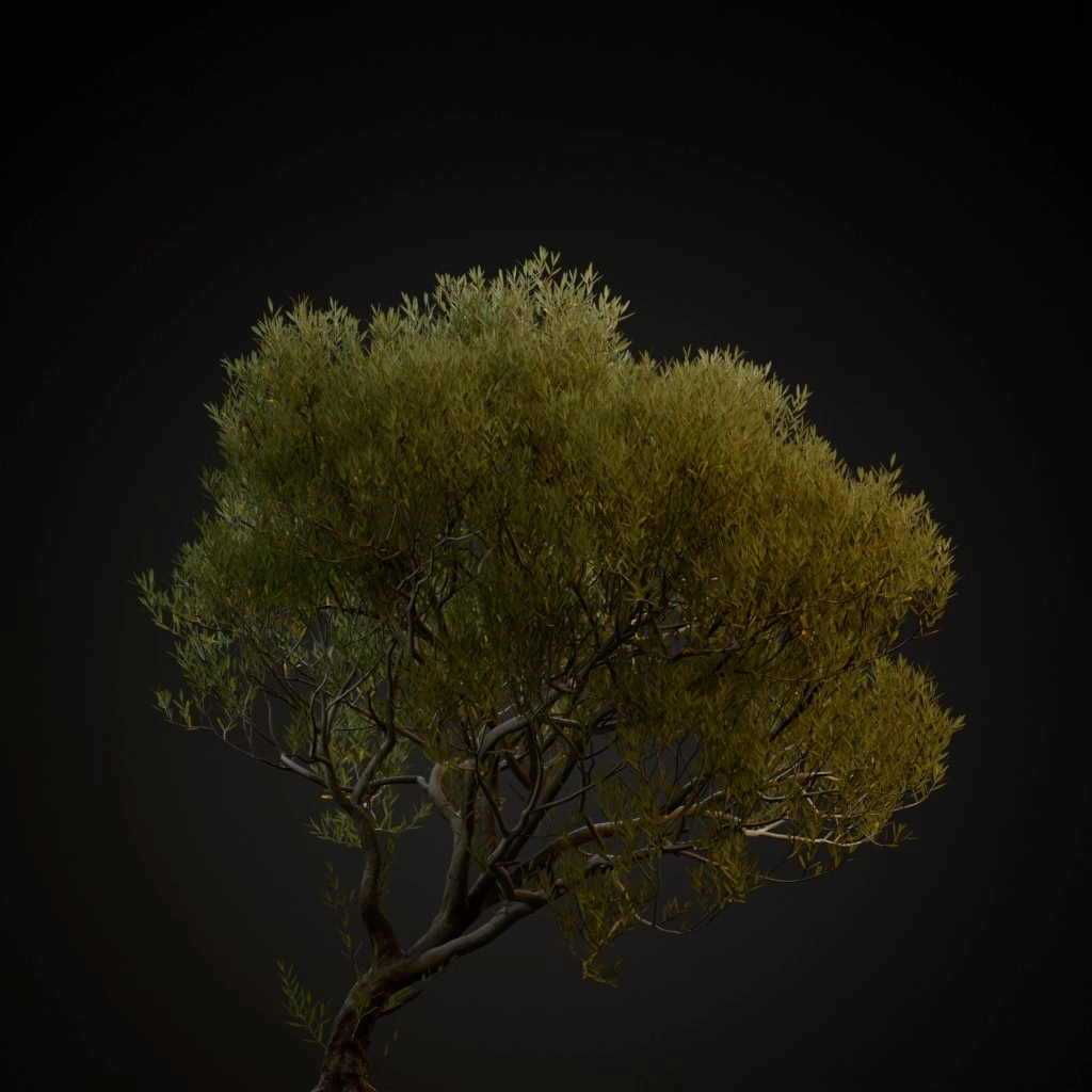 Olive Tree