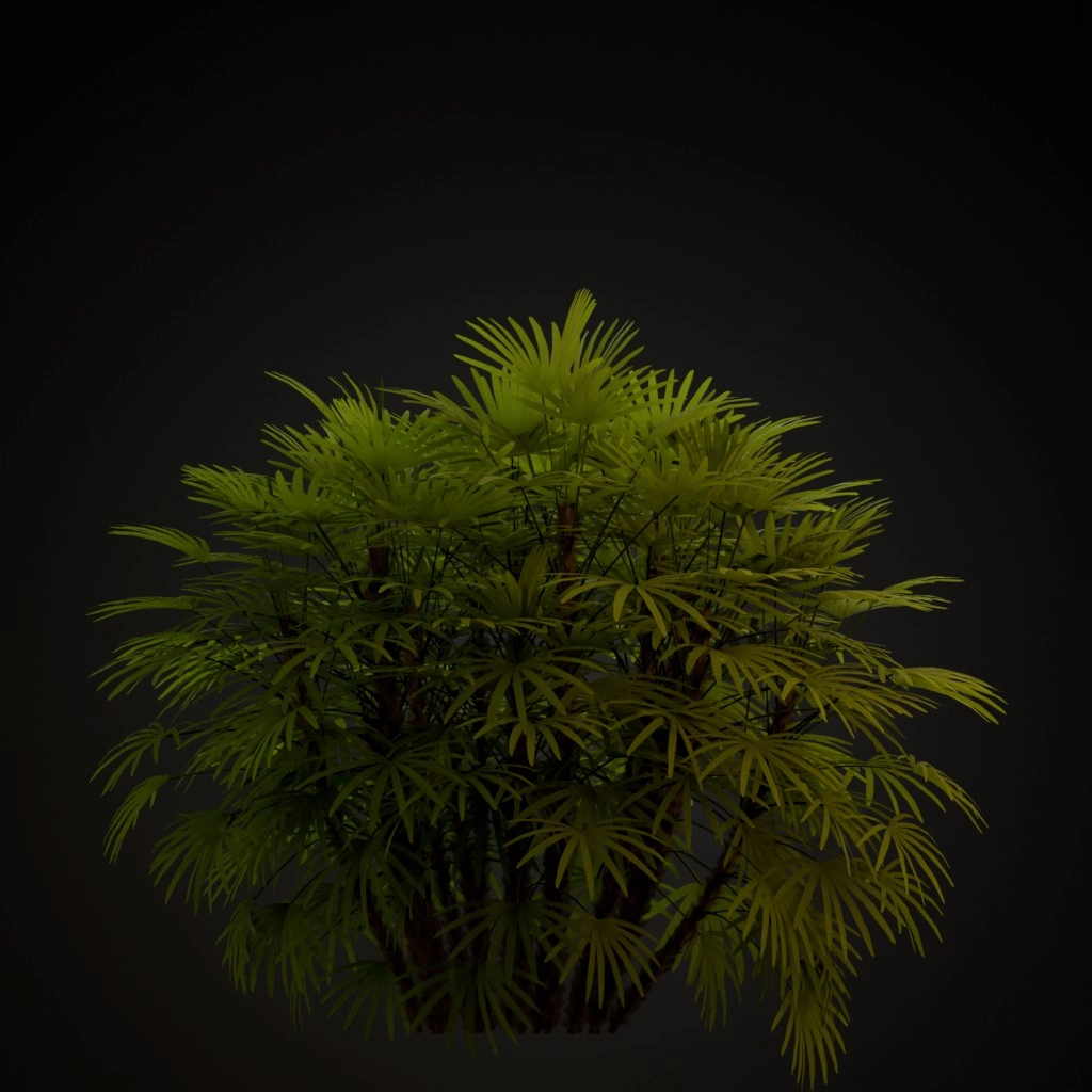 Lady Palm