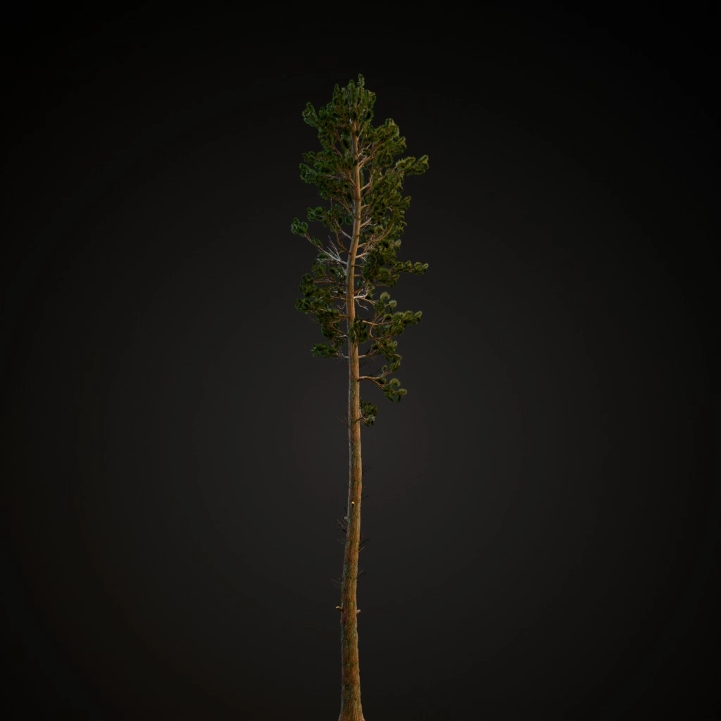 Scots Pine
