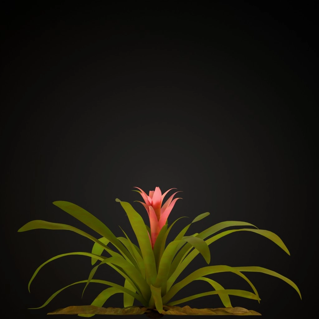 Fuchsia Guzmania