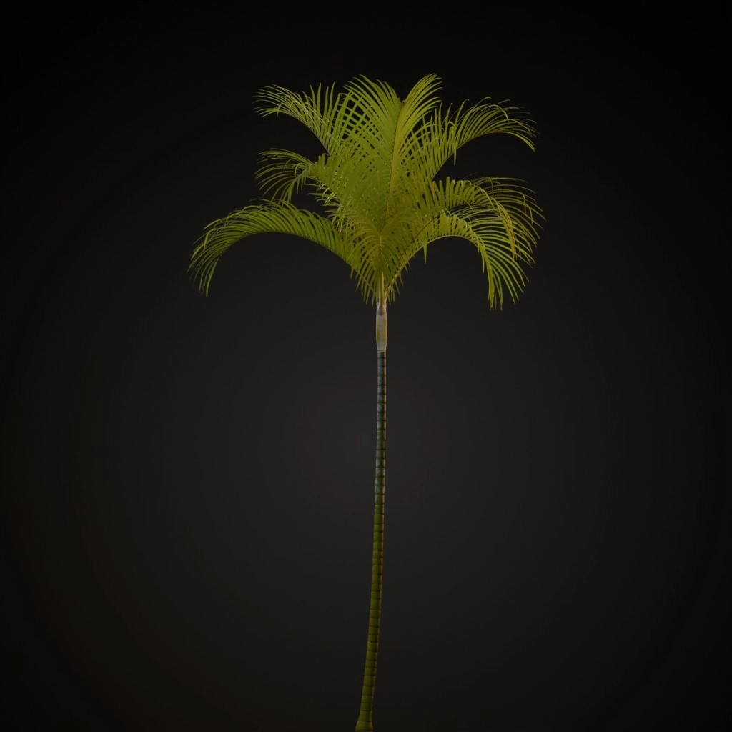 Areca Palm