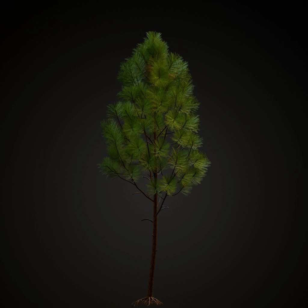 Slash Pine