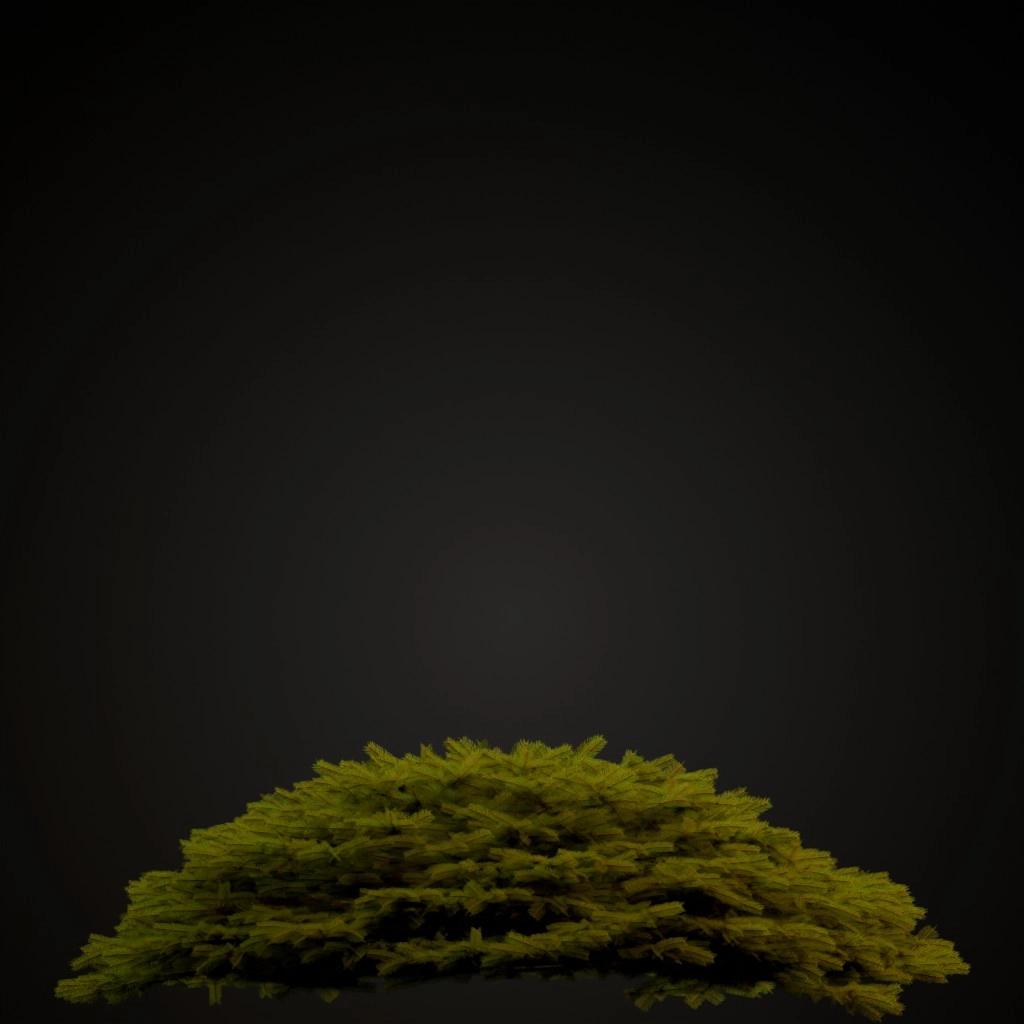 Bird's Nest Spruce