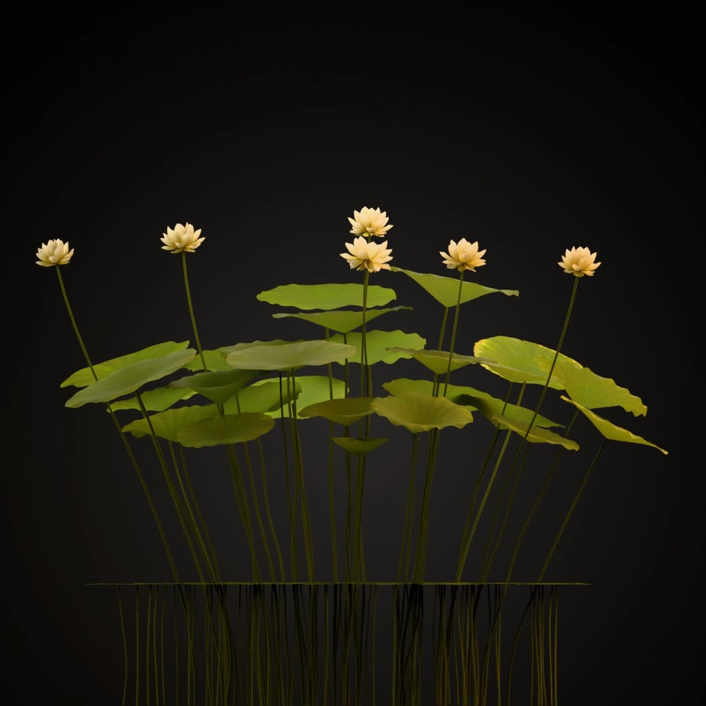 American Lotus