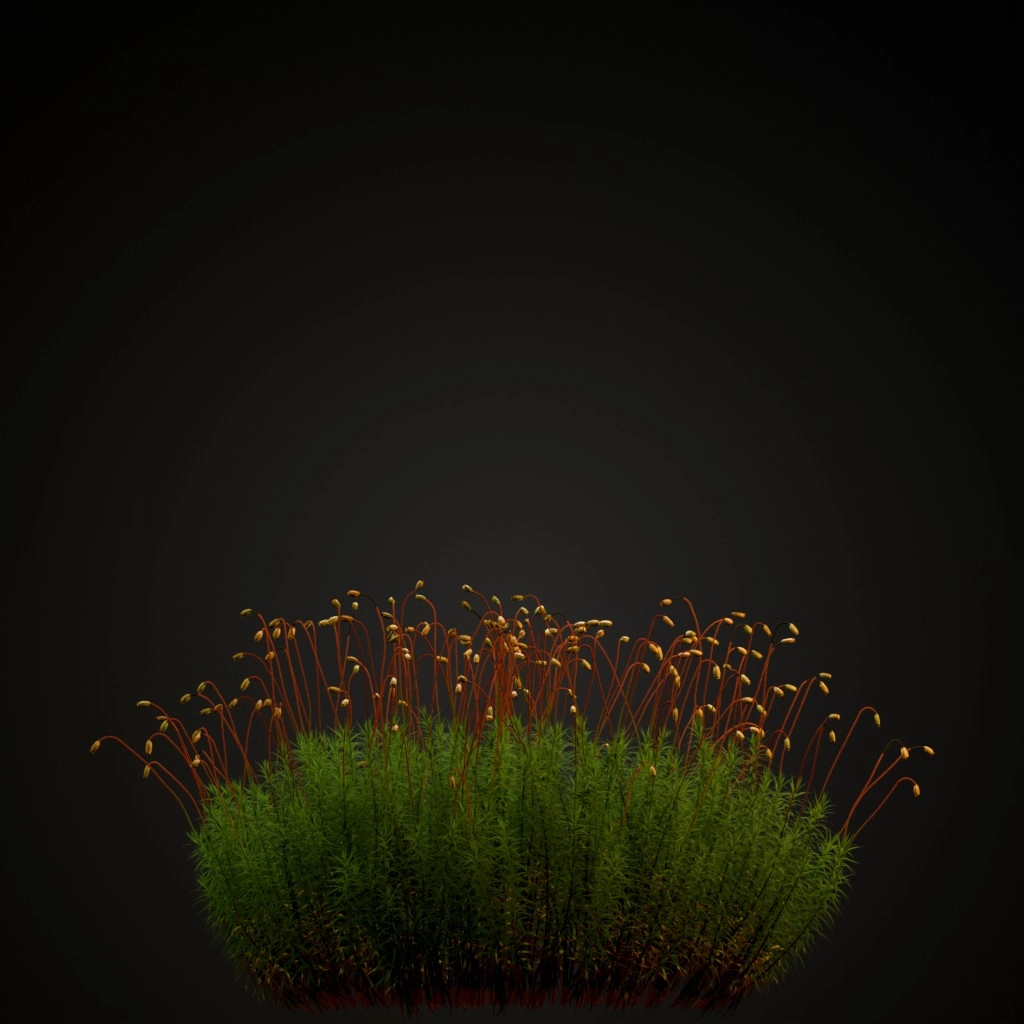 Common Haircap Moss