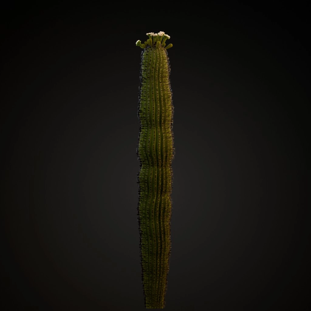 Saguaro Cactus