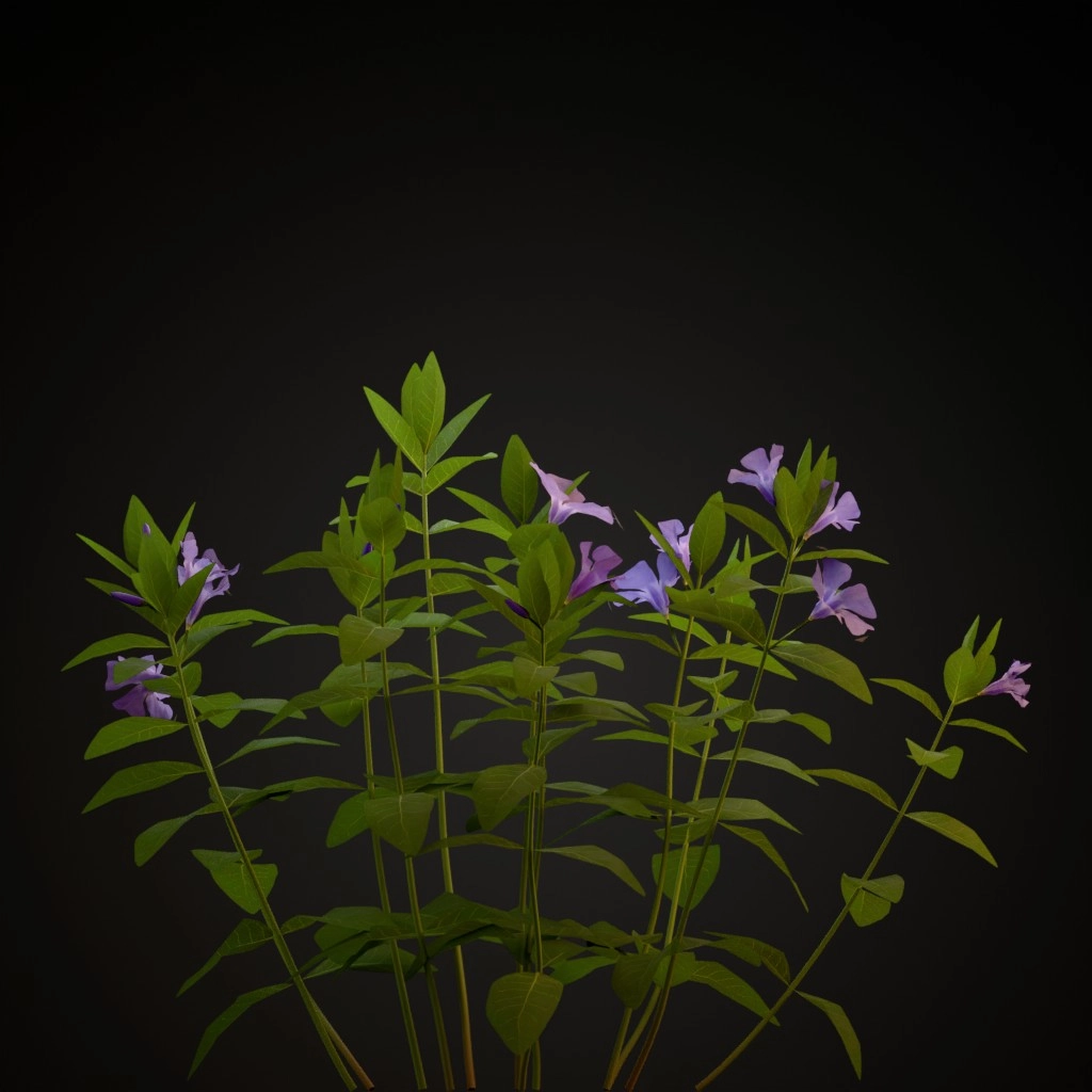 Lesser Periwinkle
