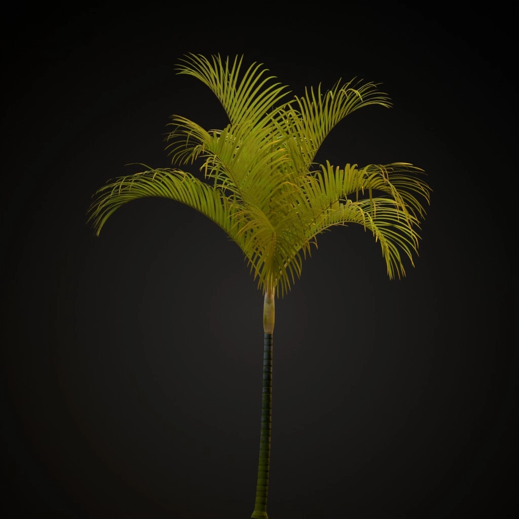 Areca Palm