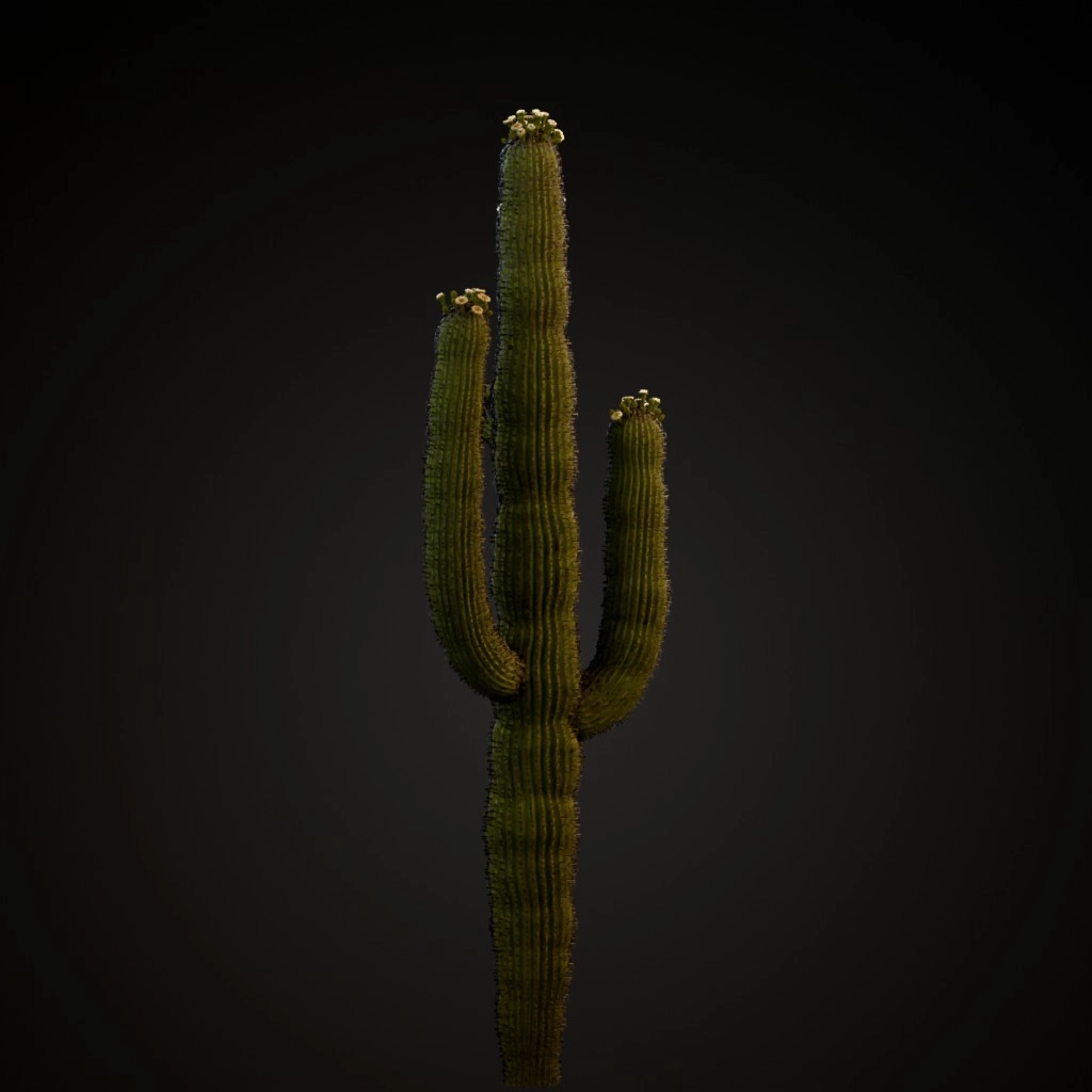 Saguaro Cactus V2