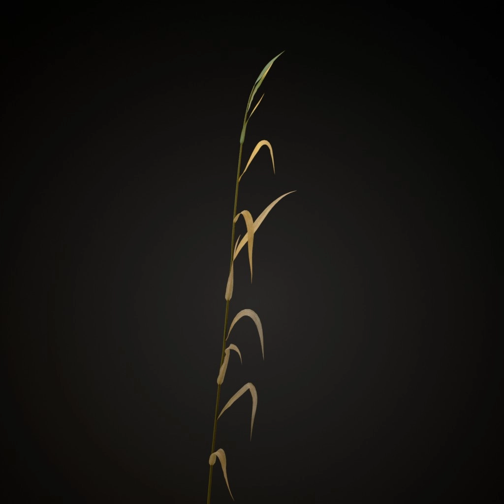 Common Reed