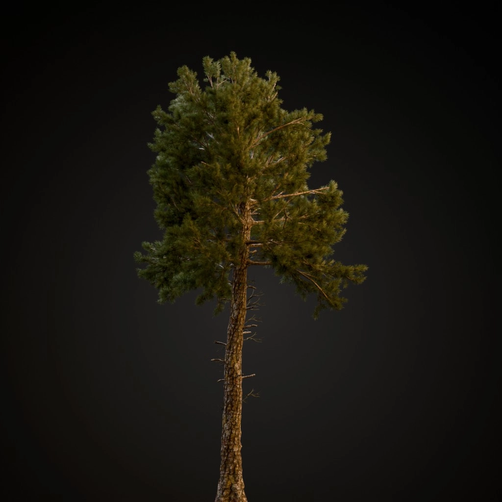 Loblolly Pine