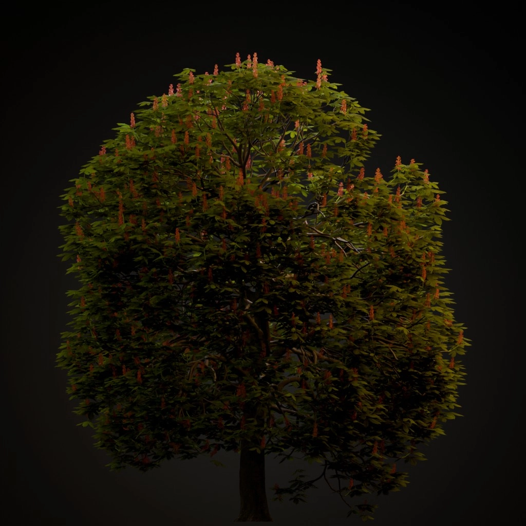 Red Horse Chestnut