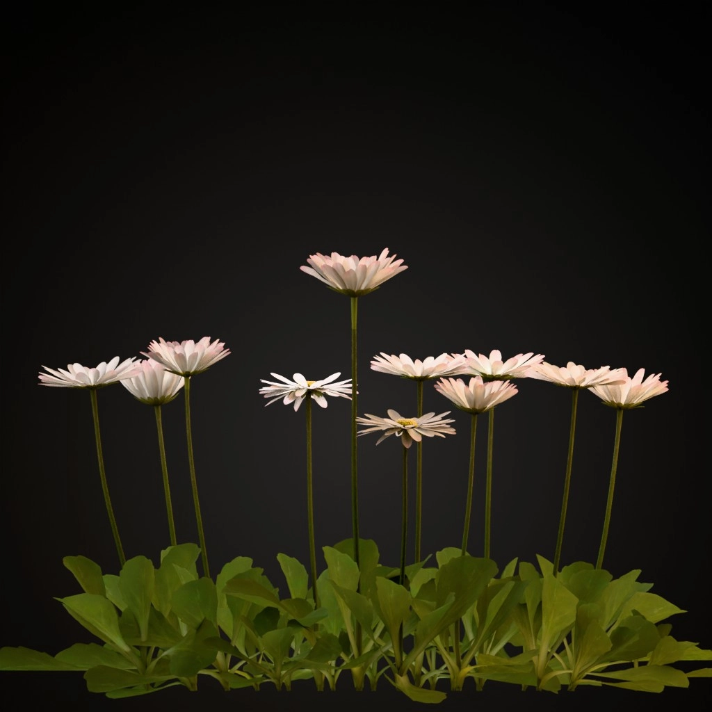 Common Daisy
