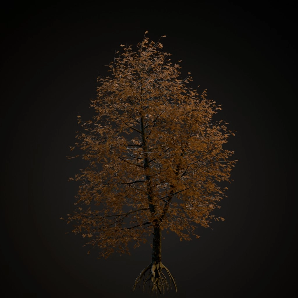 Pin Oak
