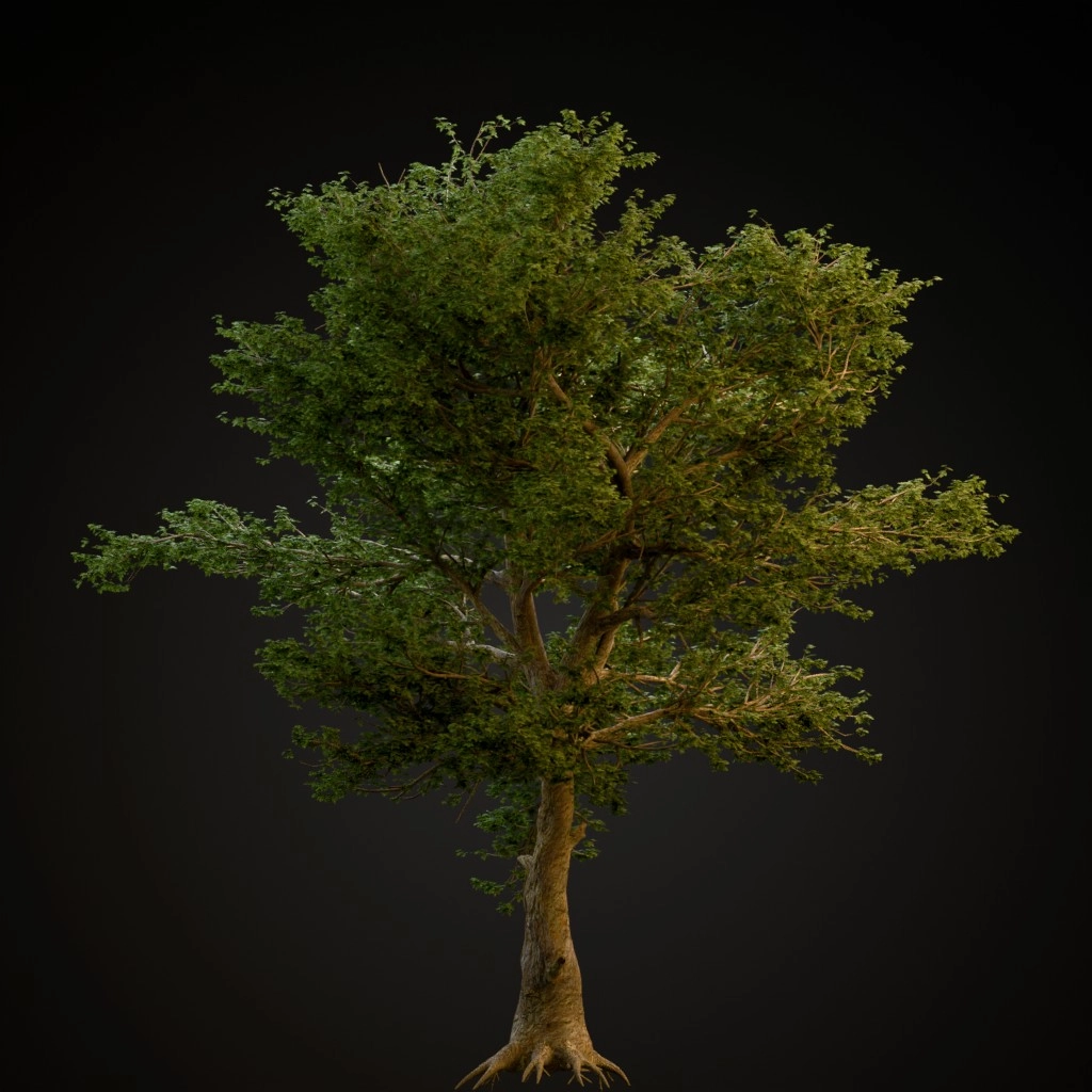 American Sycamore