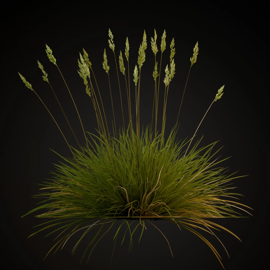 Spiky Fescue