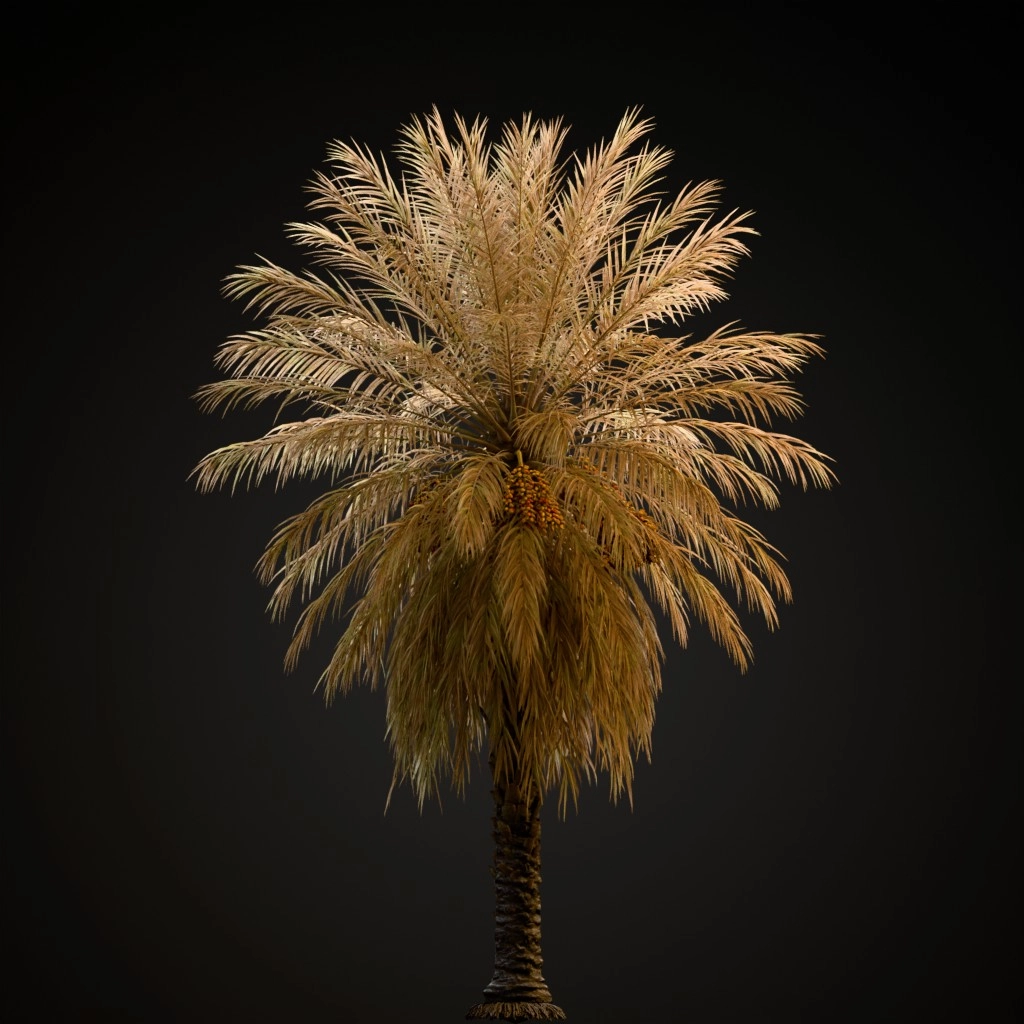 Date Palm V2