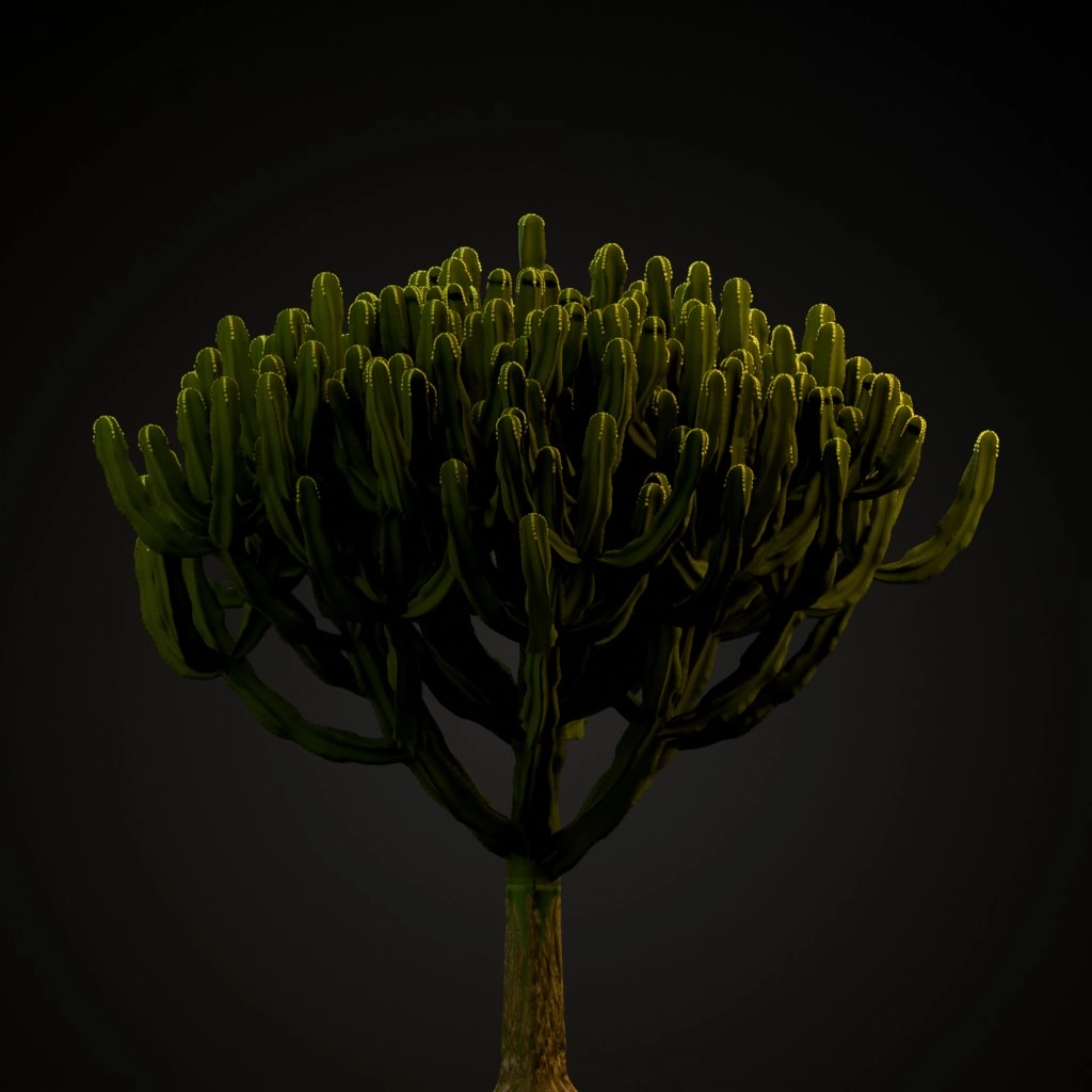 Candelabra Tree