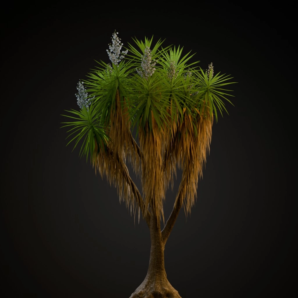 Spineless Yucca