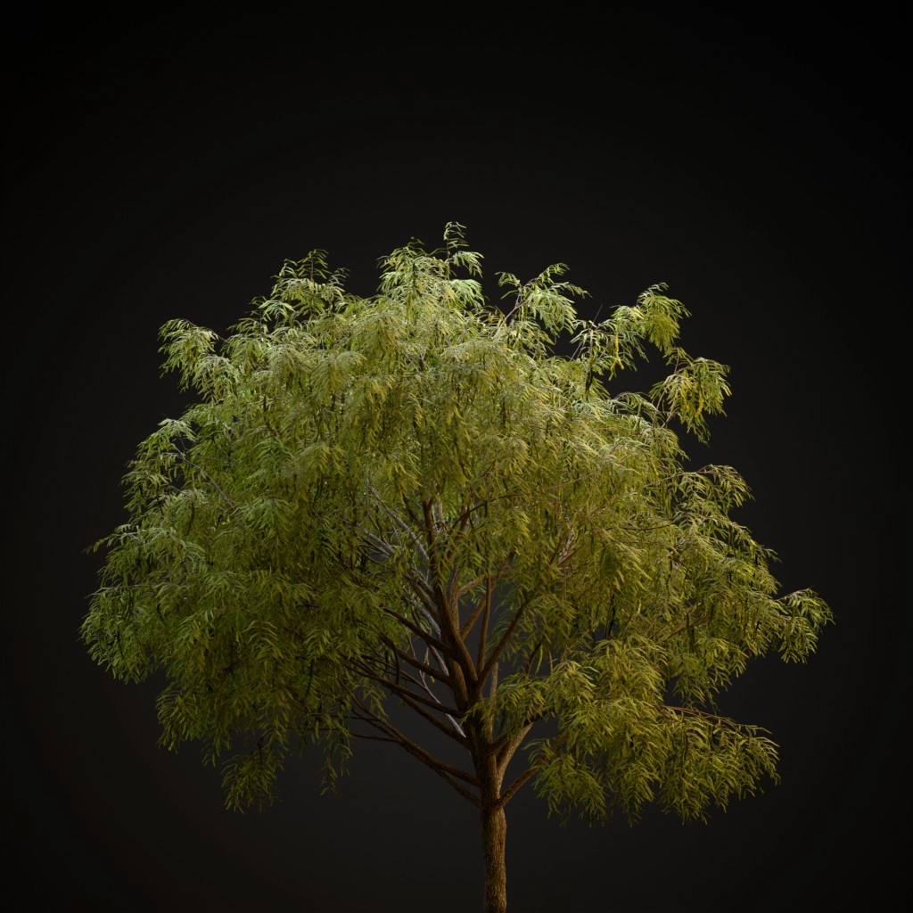 Honey Mesquite