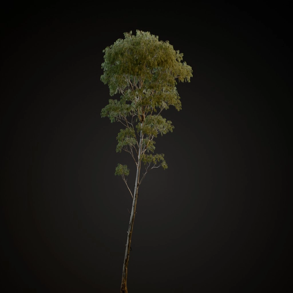 River Red Gum